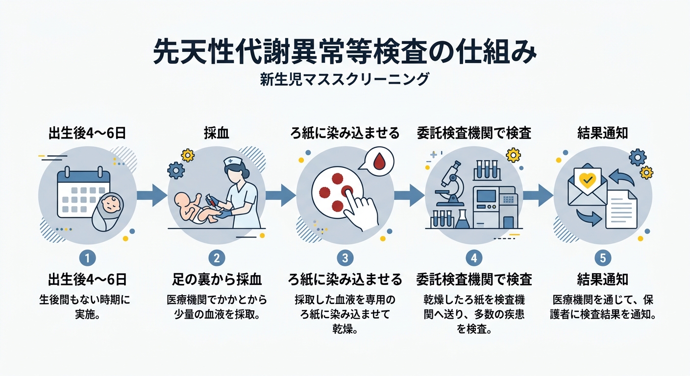 先天性代謝異常等検査の仕組み — 出生後4〜6日の採血から結果通知までのフロー図