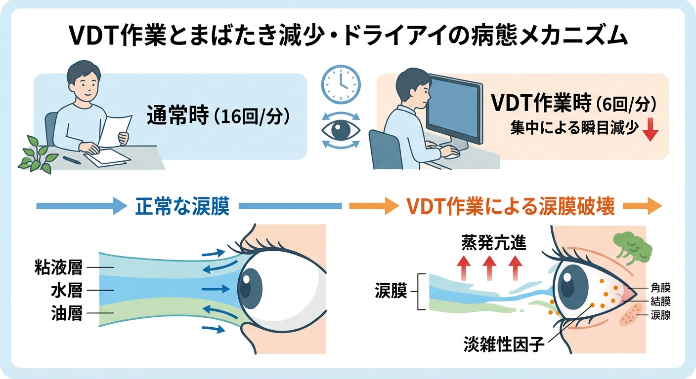 VDT作業中のまばたき減少と涙膜蒸発のメカニズム図
