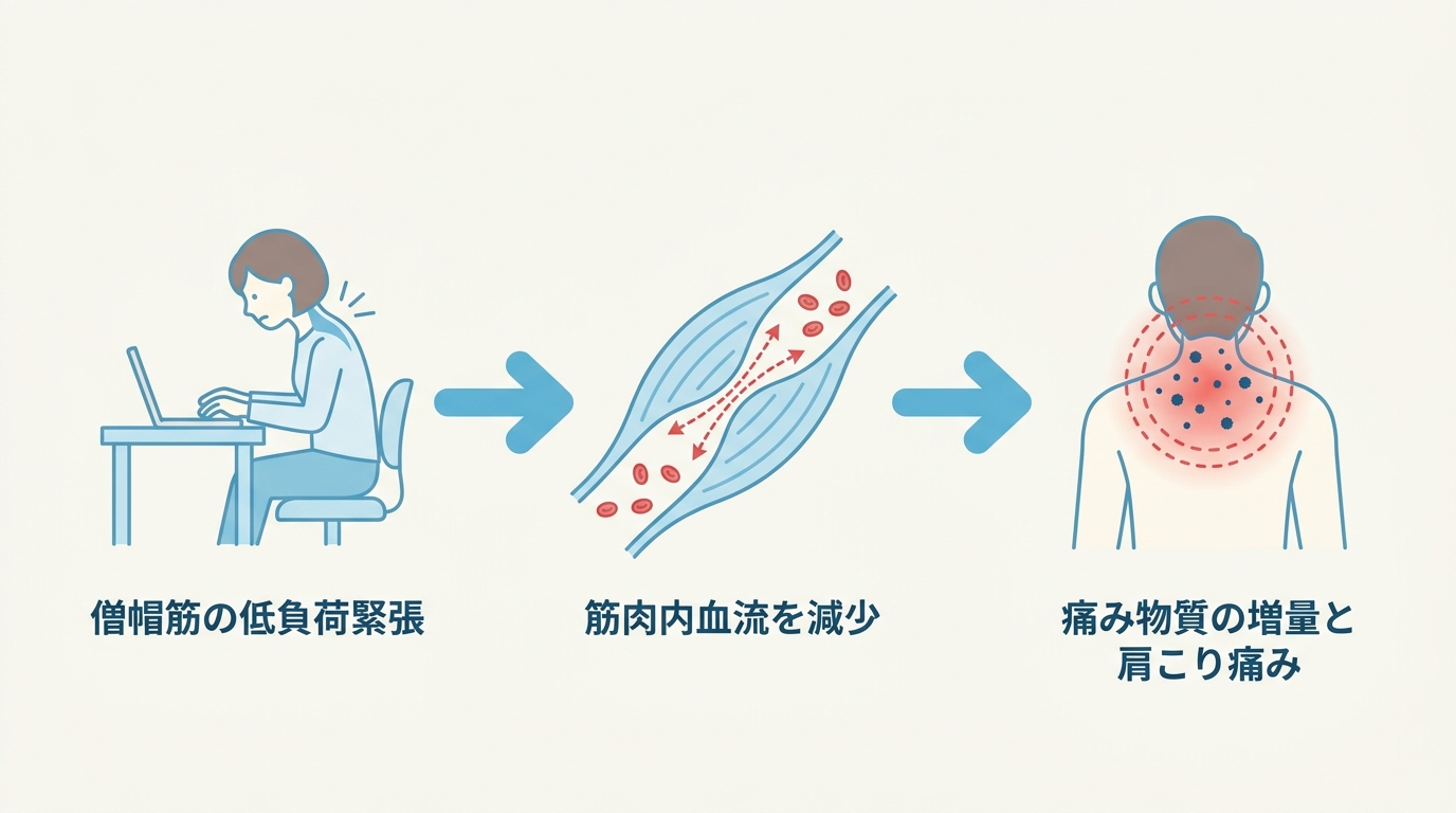 筋緊張から血流低下・痛み物質蓄積へのメカニズムフロー図