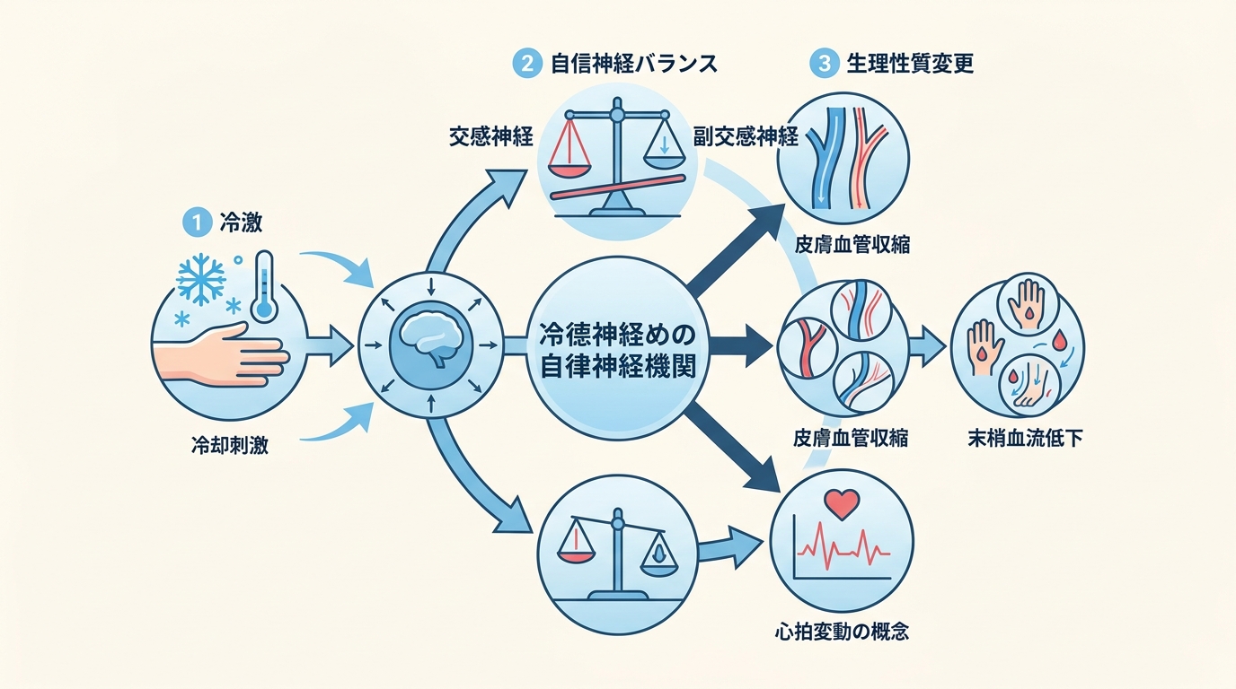 温度環境別の心拍数・自律神経バランス変化を示す模式図（研究知見の図解）