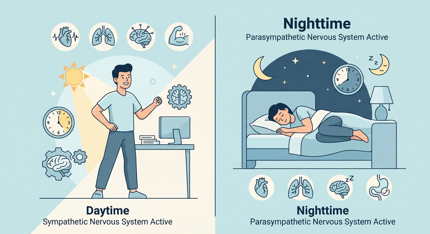 睡眠と自律神経（交感・副交感神経）のバランスを示す概念図